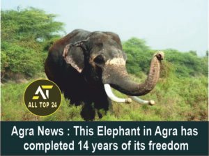 Agra News This Elephant in Agra has completed 14 years of its freedom