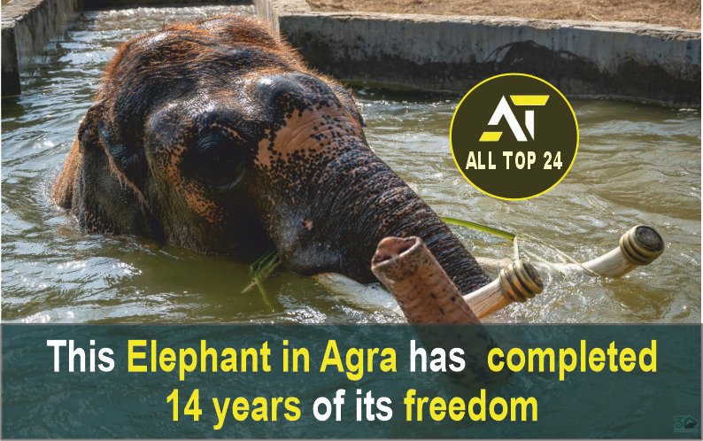 This elephant in Agra has completed 14 years of its freedom